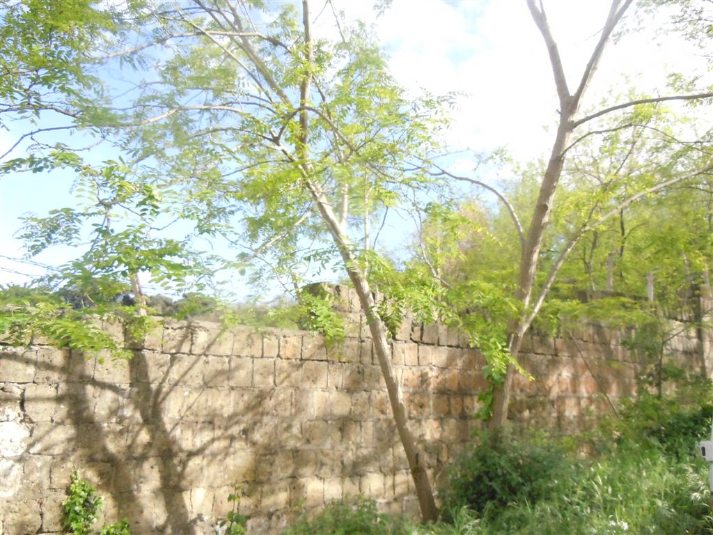 Che albero ? Robinia pseudoacacia L.